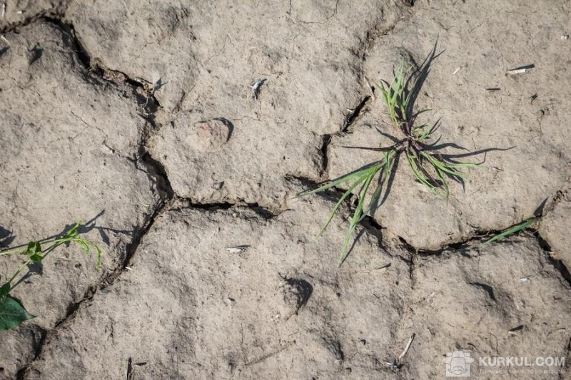 Фермери втратили мільярди через засуху
