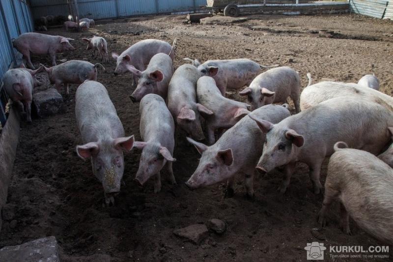 Через АЧС знищили понад 1 тис. свиней