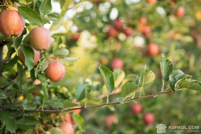 Погодні умови пошкодили бруньки яблунь та персиків
