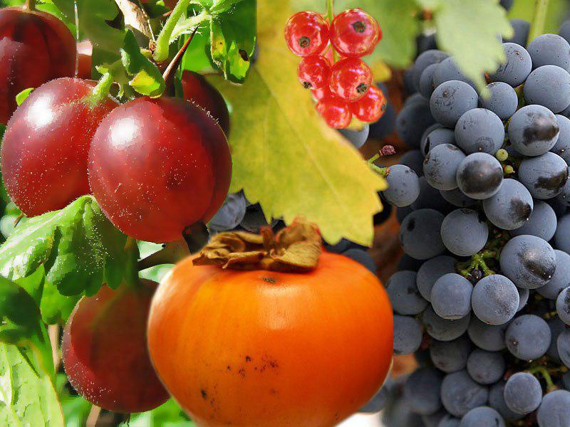 Експортний прорив української ягоди спричинив повальне захоплення її вирощуванням в Україні