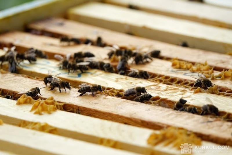 На Кіпрі вимирають бджоли