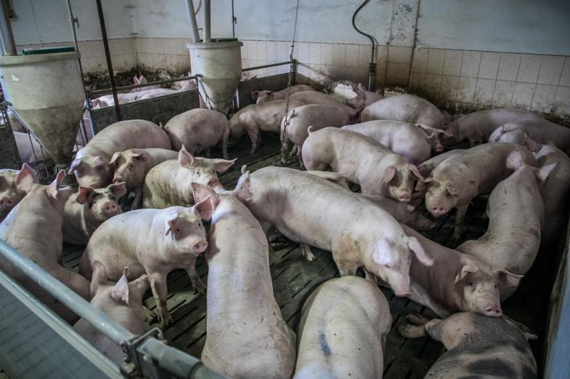 Продаж на внутрішньому ринку української свинини втричі перевищив її експорт