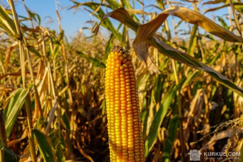 За січень-березень 2018 року Україна експортувала кукурудзи на $1 млрд