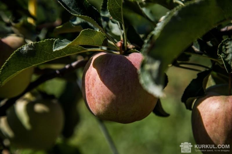 Ціна на українські яблука падає протягом вже 9 сезонів