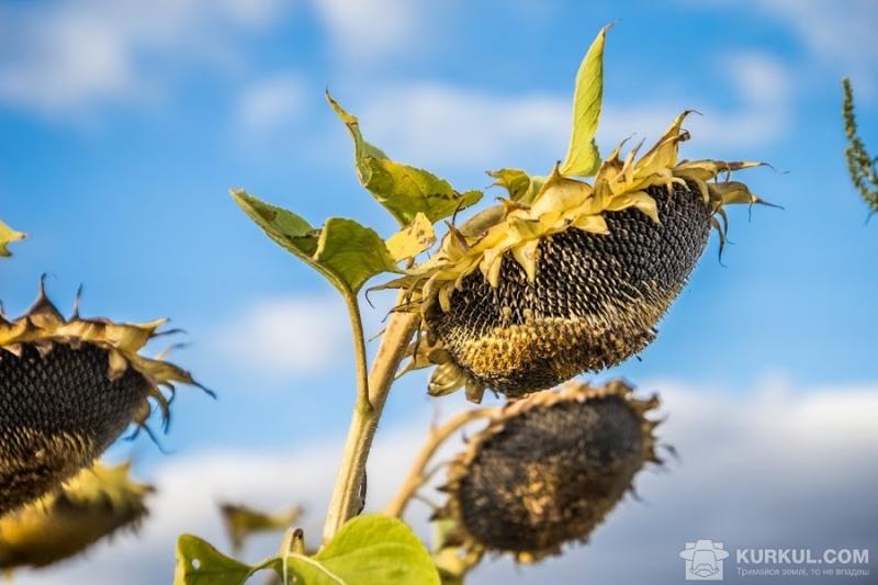 Через пізню посівну на Херсонщині зростуть посіви соняшнику