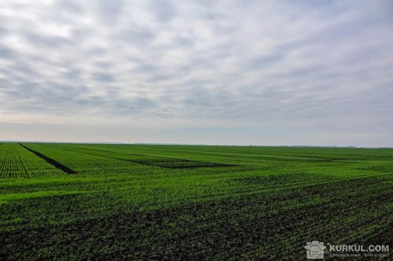 Нідерландські фермери хочуть працювати в Україні — думка