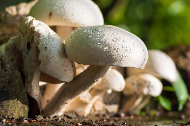 Білі гриби — ерінги