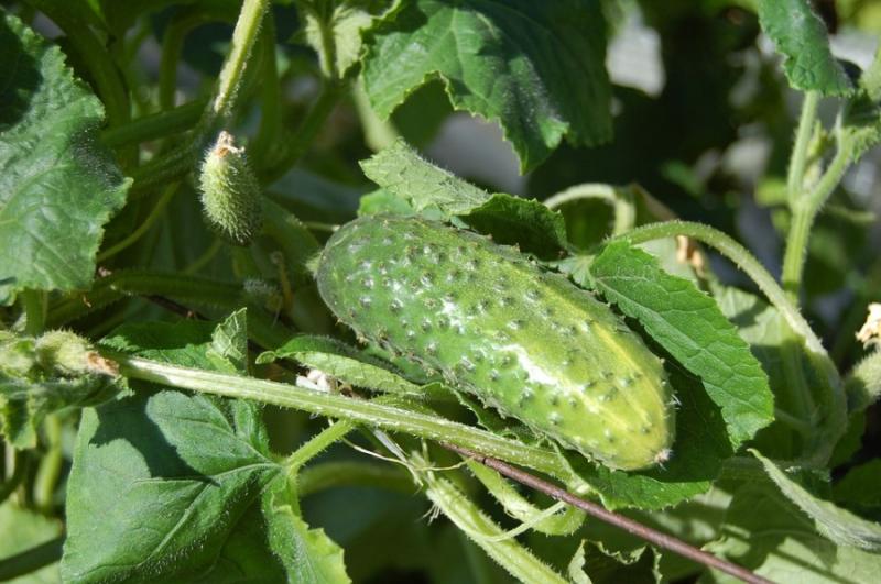 Фермер із Житомирщини вирощує огірки на соку каліфорнійських хробаків