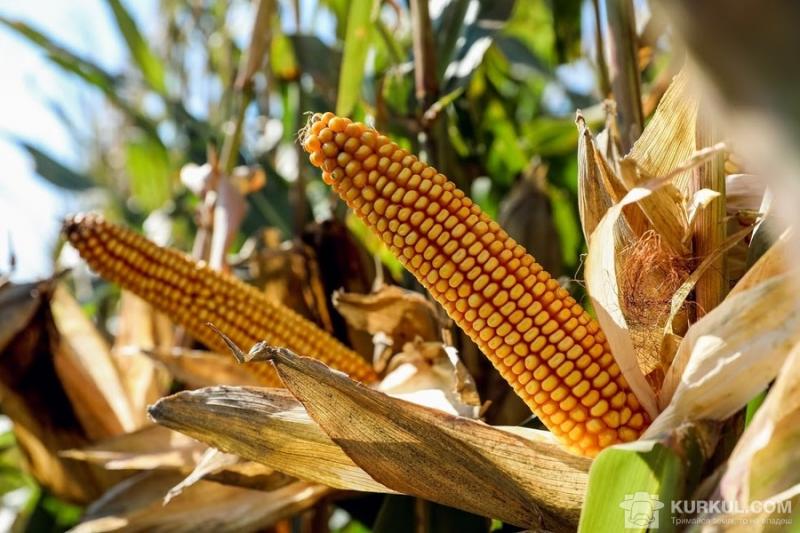 Урожай кукурудзи перевищить показники минулого року