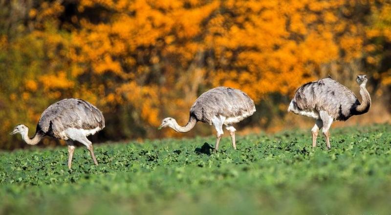 Птахи нанду ззовні нагадують страусів, проте їх спорідненість не доведена