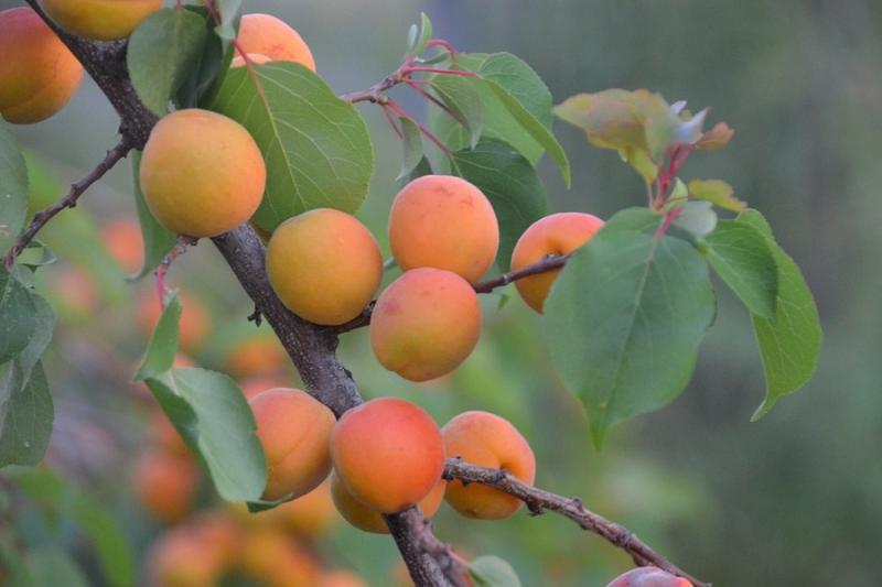 Французьки фермери втратили до 80% урожаю абрикосів