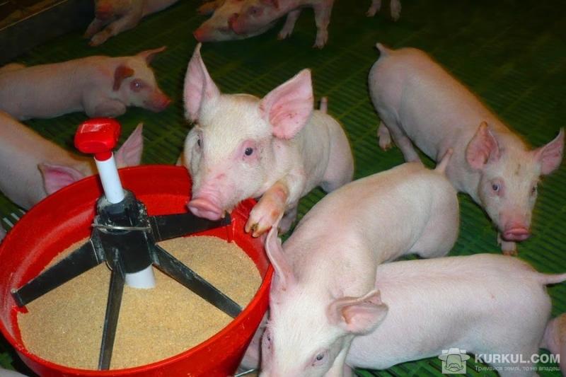 Київський фермер розкидав мертвих свиней по полям своїх сусідів