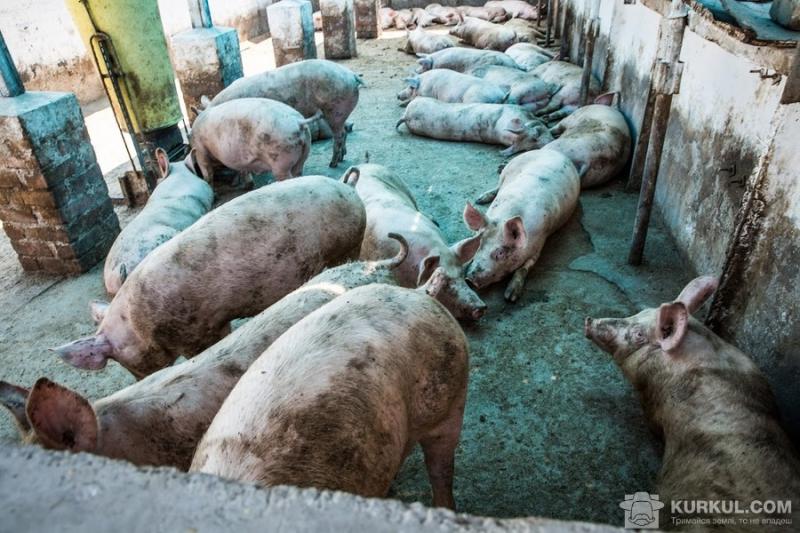 Нові вимоги до забою худоби суттєво не вплинуть на ціну свинини