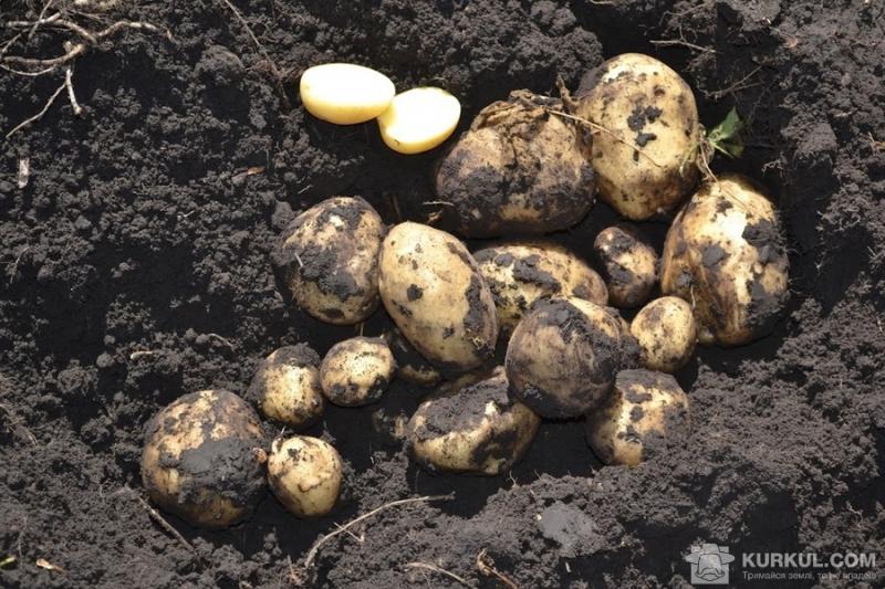 Шведський фермер продав кілограм молодої картоплі за 6 тис. грн