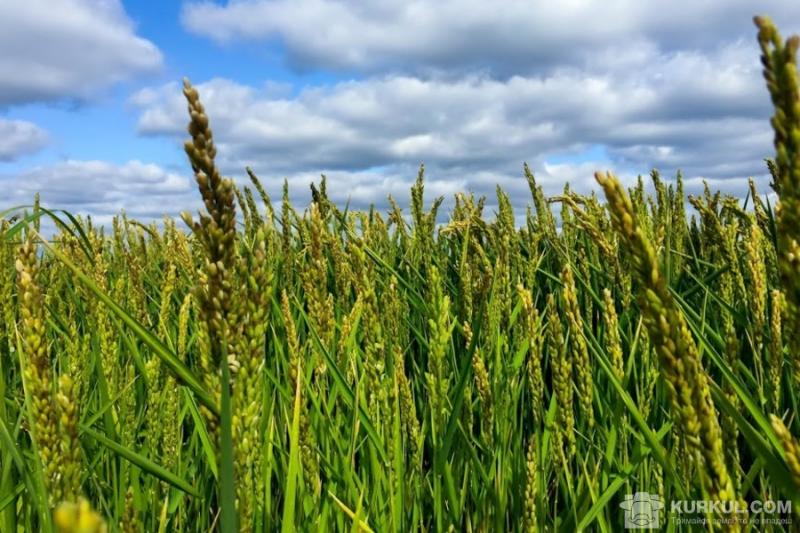 Рисові поля на Херсонщині страждають від засухи