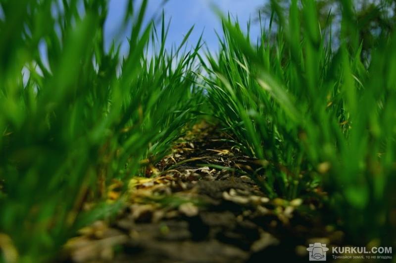 В Україні склалися сприятливі погодні умови для розвитку посівів ранніх зернових