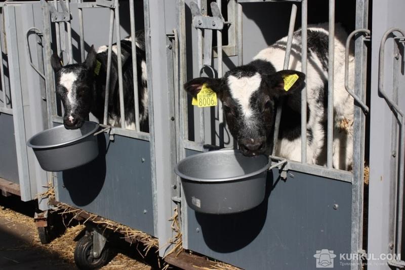 На кожен кілограм виробленого молока корові потрібно 4-5 л води