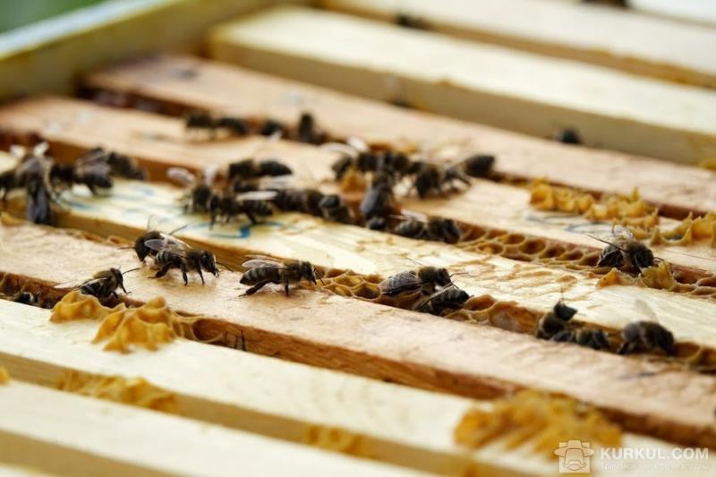 Біля Кривого Рогу загинули 2 тисячі бджолосімей