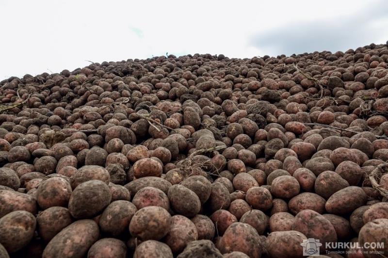 Українські фермери стали вирощувати менше картоплі 