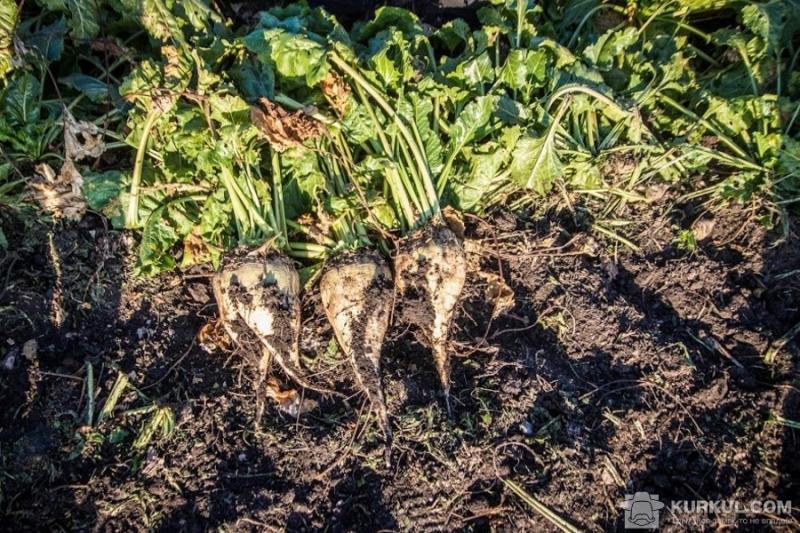 Аграрії Черкащини завершили посівну цукрового буряку