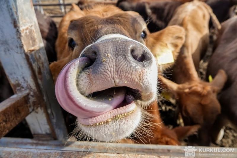 Фермера в Криму оштрафували за необлікованих корів