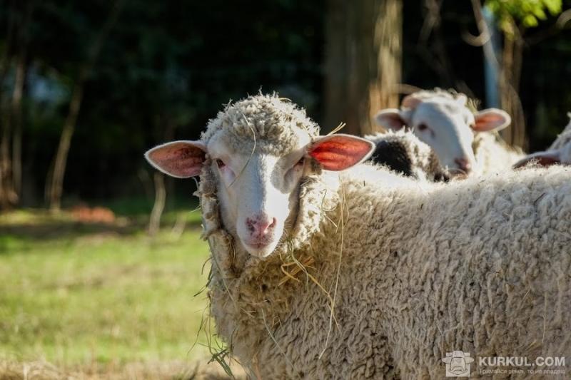 Українські селекціонери вивели нову м’ясну породу овець