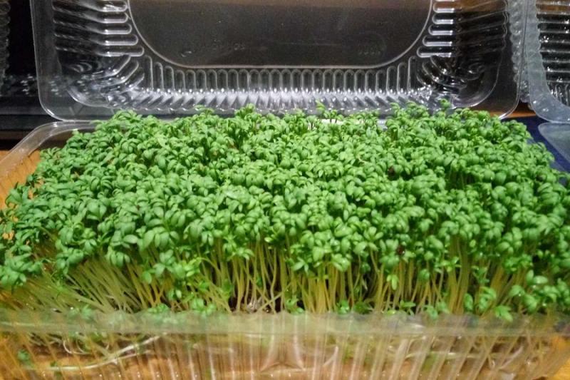 Вирощування мікрозелені