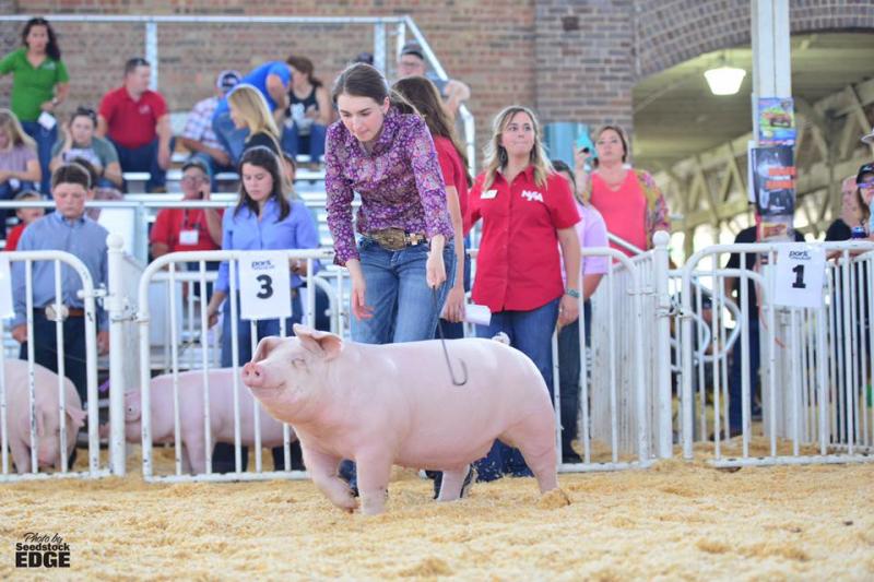 В Айові відбулось всесвітнє шоу свиней