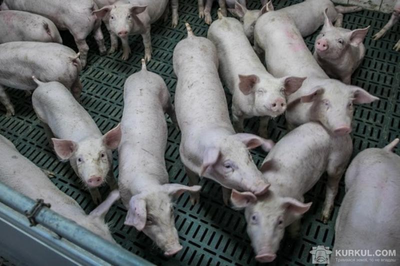 Селяни скаржаться на викиди аміаку зі свинокомплексу на Черкащині
