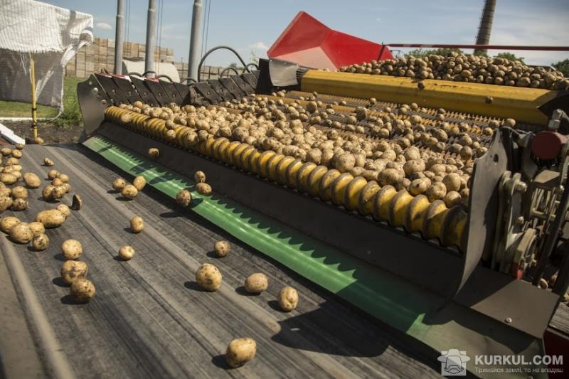 Збір урожаю картоплі