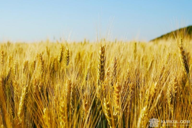 Сільгоспвиробники зібрали перший мільйон тонн зерна нового урожаю