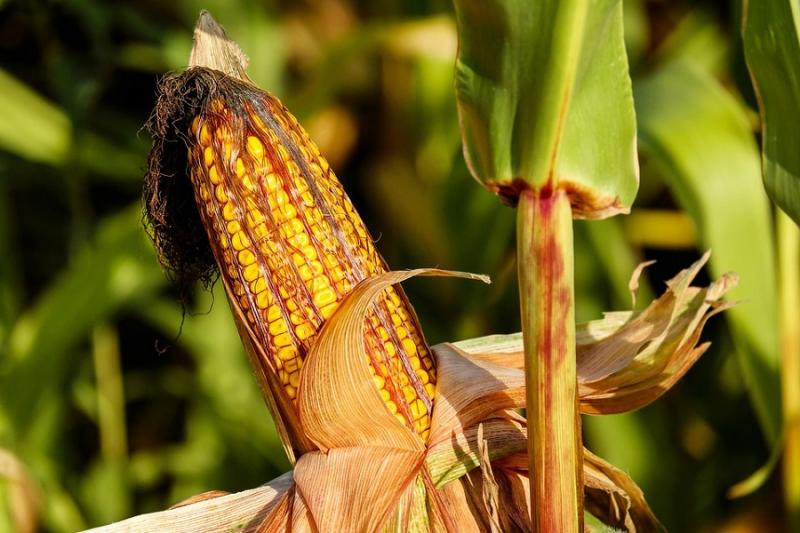 Український експорт насіння гібридної кукурудзи