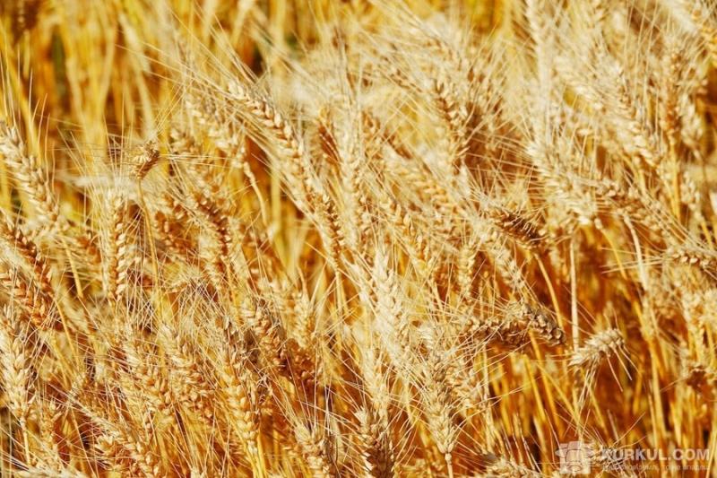 Збір урожаю ранніх зернових перевищив 2 млн т