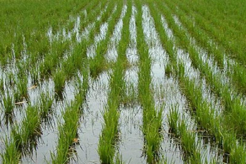 Рисові плантації