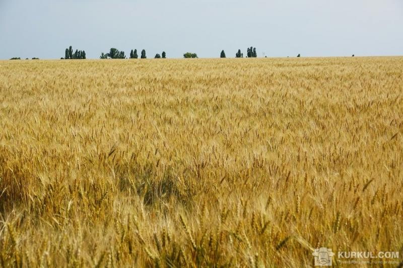 Аграрії України зібрали 3,5 млн т ранніх зернових