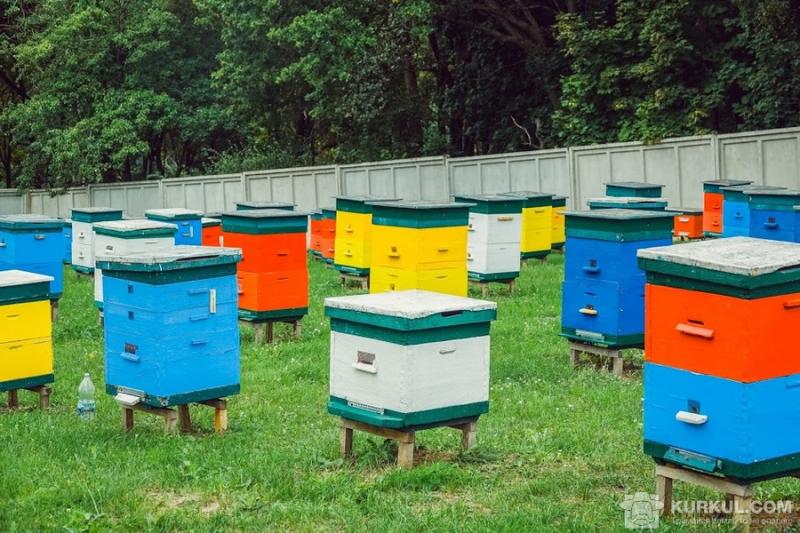 Інтерес до бджільництва на Херсонщині зростає — пасічник