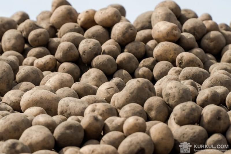 Рентабельність вирощування картоплі на Львівщині склала понад 65%