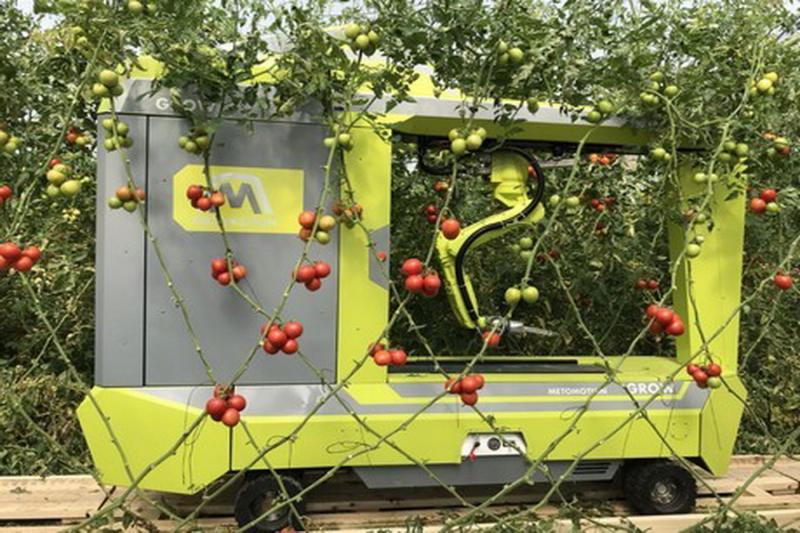 Робот для збирання томатів