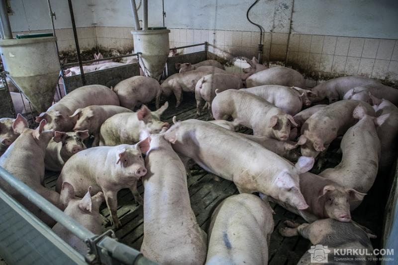 Умови ферми свиней