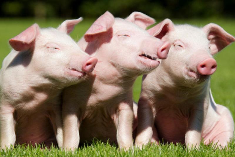 Власників свиней можуть зобов’язати реєструвати тварин онлайн