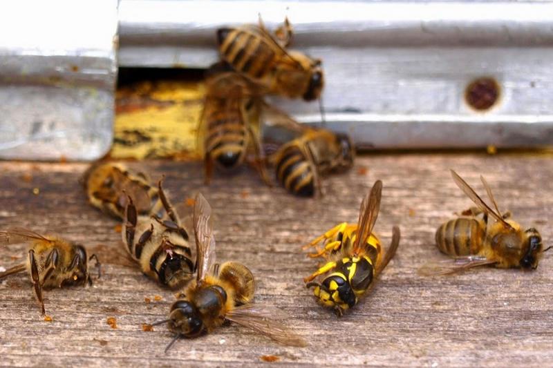 Загибель бджіл