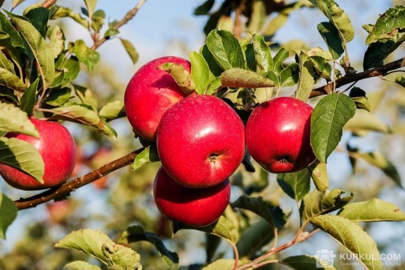 Садівники закликали переробників яблука врахувати його собівартість при формуванні закупівельних цін