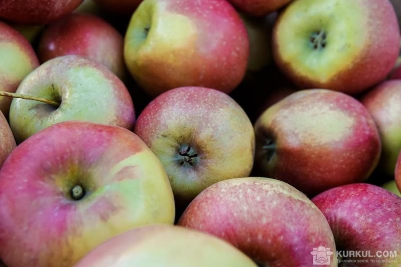 Садівники зберуть більше яблук та кісточкових — прогноз