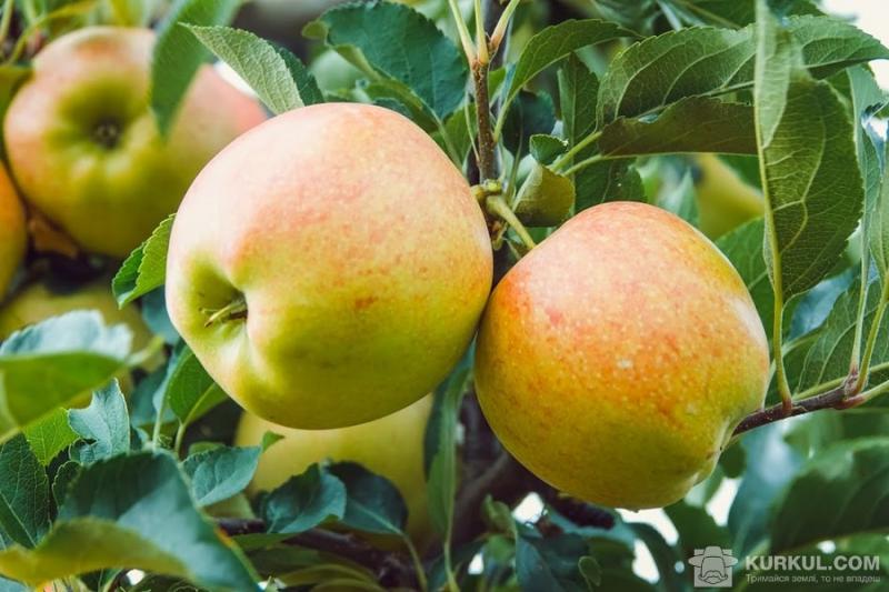 Надлишкові опади призвели до розвитку хвороб яблук