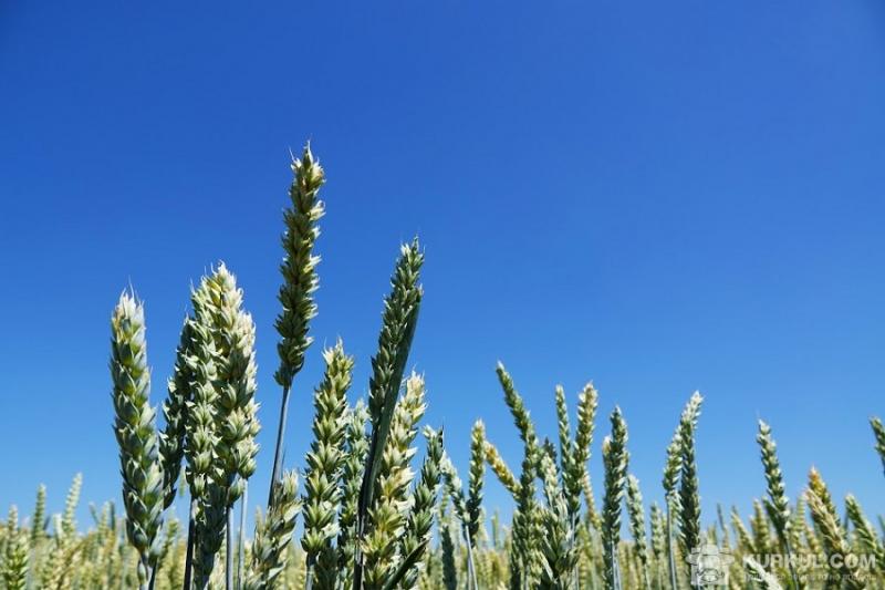 Посіви зернових культур