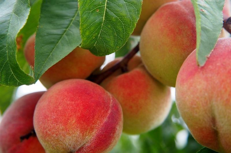 Українські виробники персиків знижують ціни через імпортну продукцію