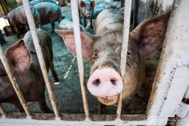 Живець свиней може зрости в ціні