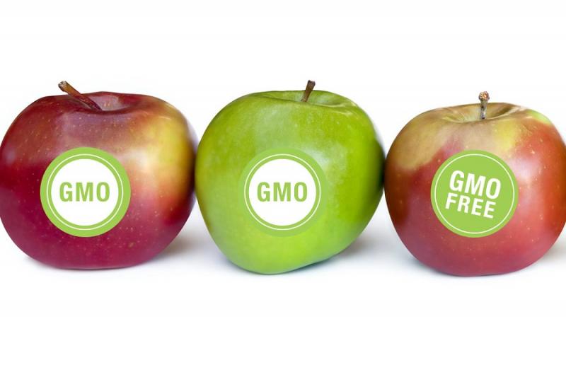 Генетично модифіковані яблука