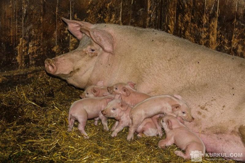 АЧС загрожує унікальній породі свиней в Україні