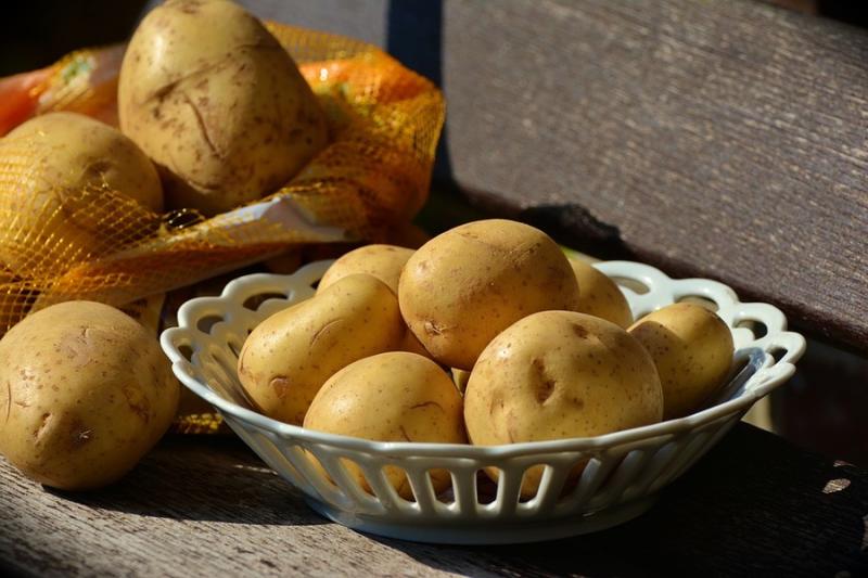 Фермери сходу можуть втратити урожай картоплі